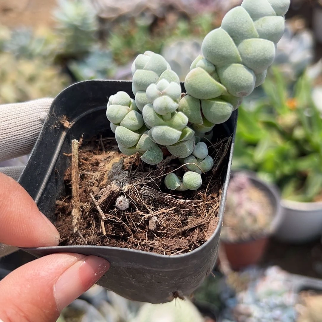 多肉植物多肉植物