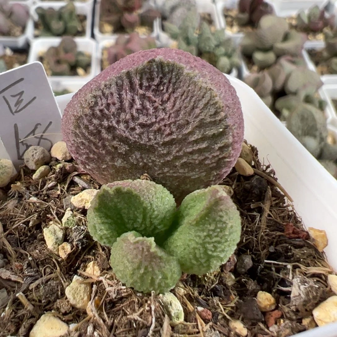 w巨猪宝多肉植物水泡
