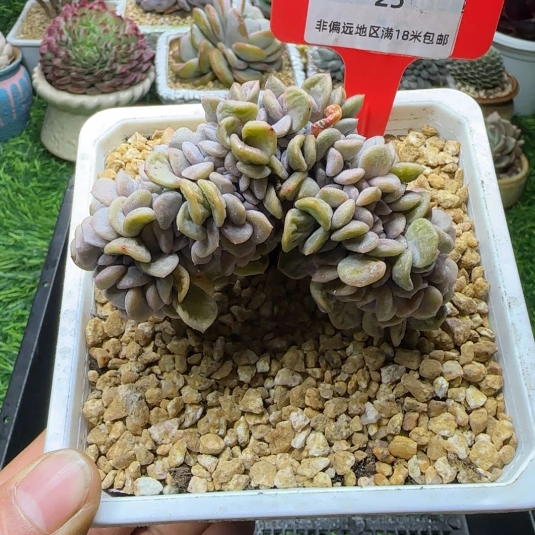 解忧植物多肉编号25