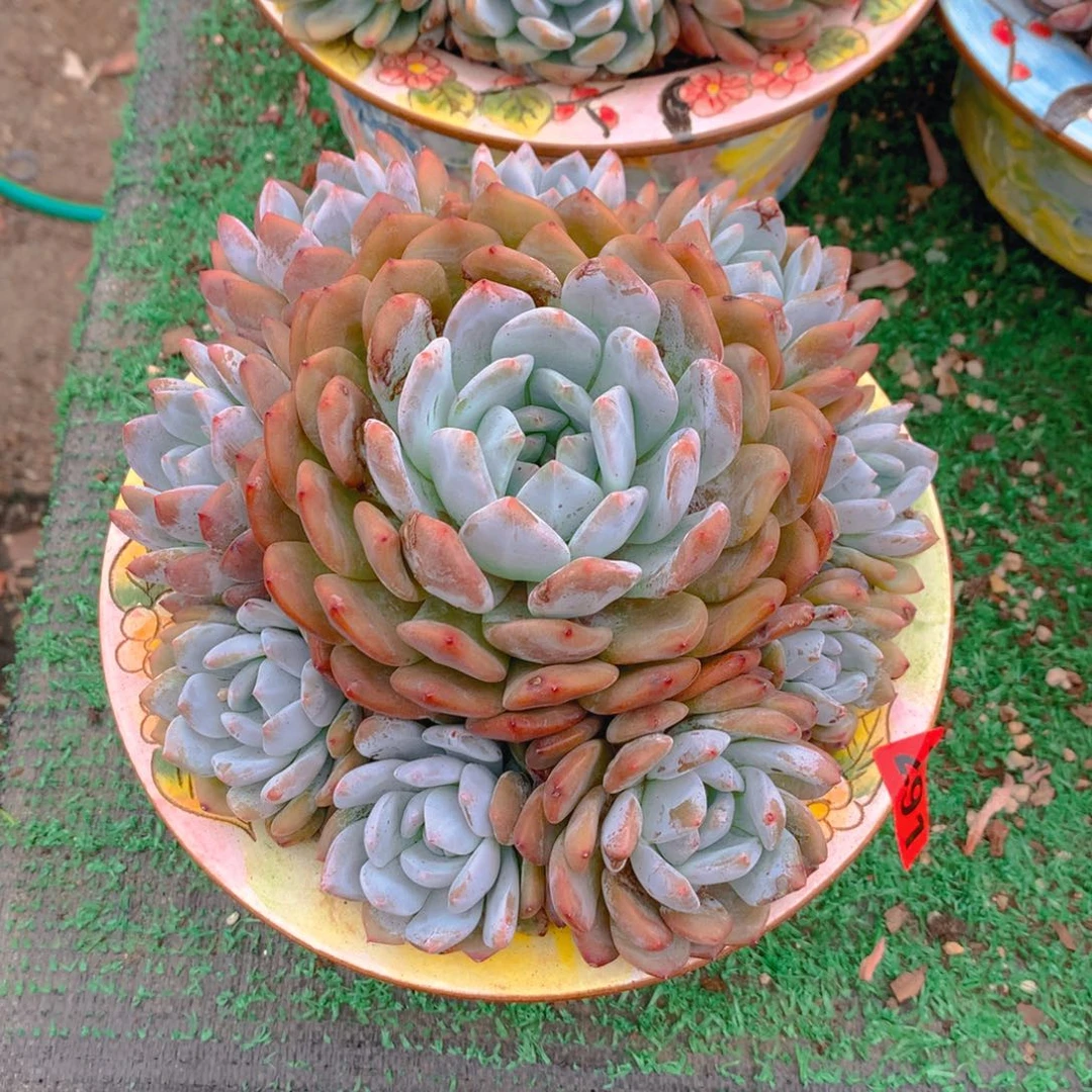 291橙子11111111111