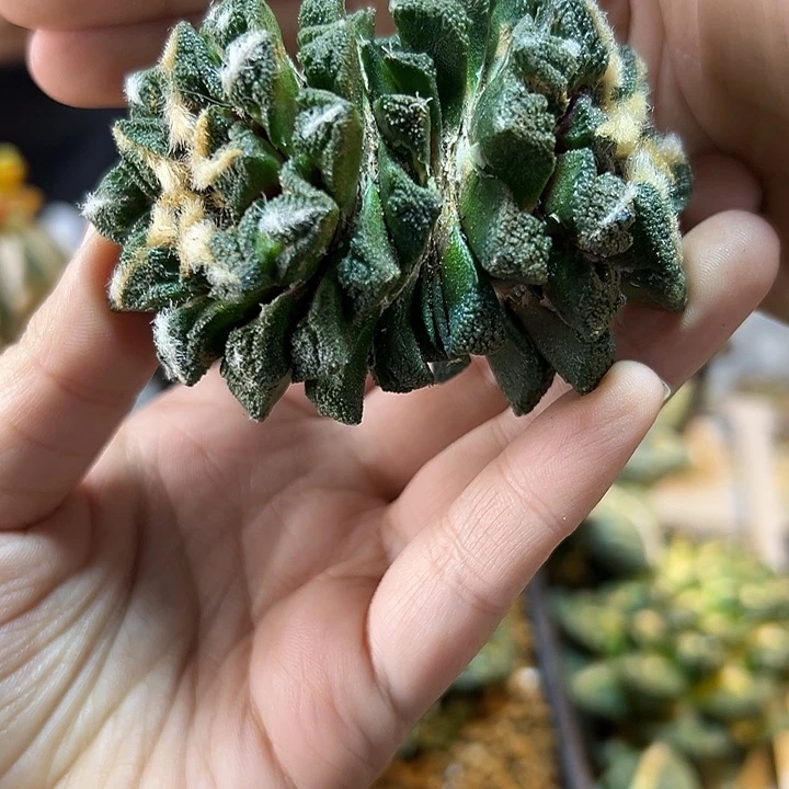 51号苗接螺旋辛盾带血无根7.8公分