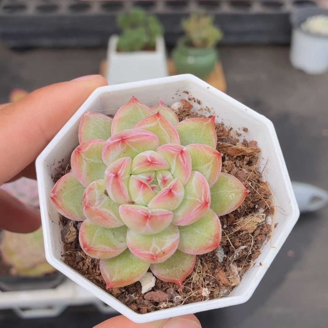 雪花珍妮多肉9.9包邮发货