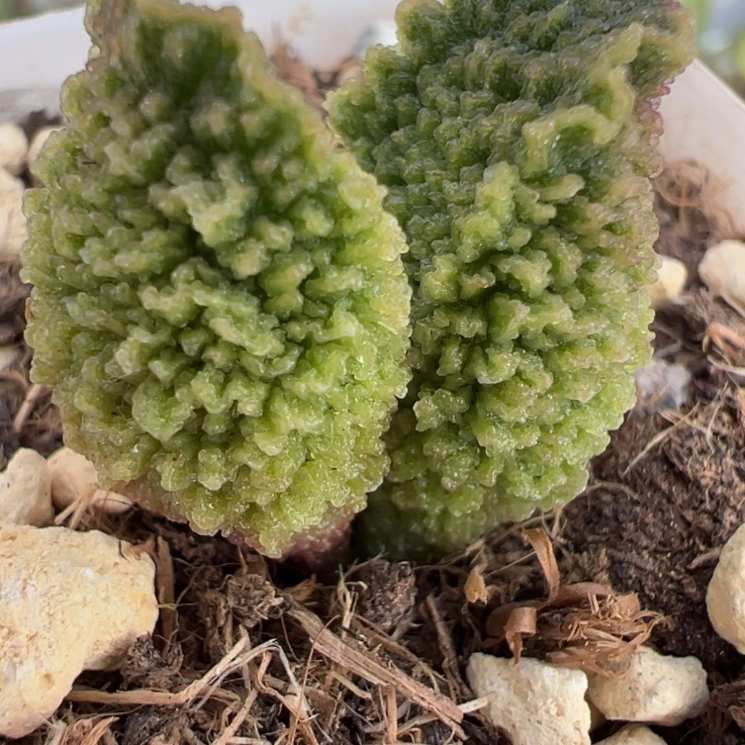 福利款砍头桩多肉植物水泡