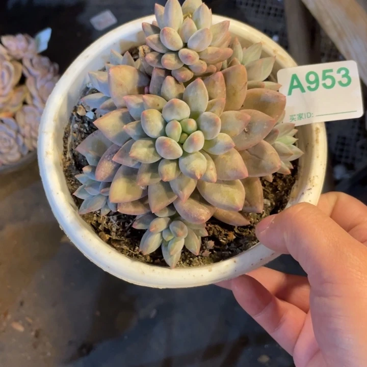 953满20包邮脱土发货