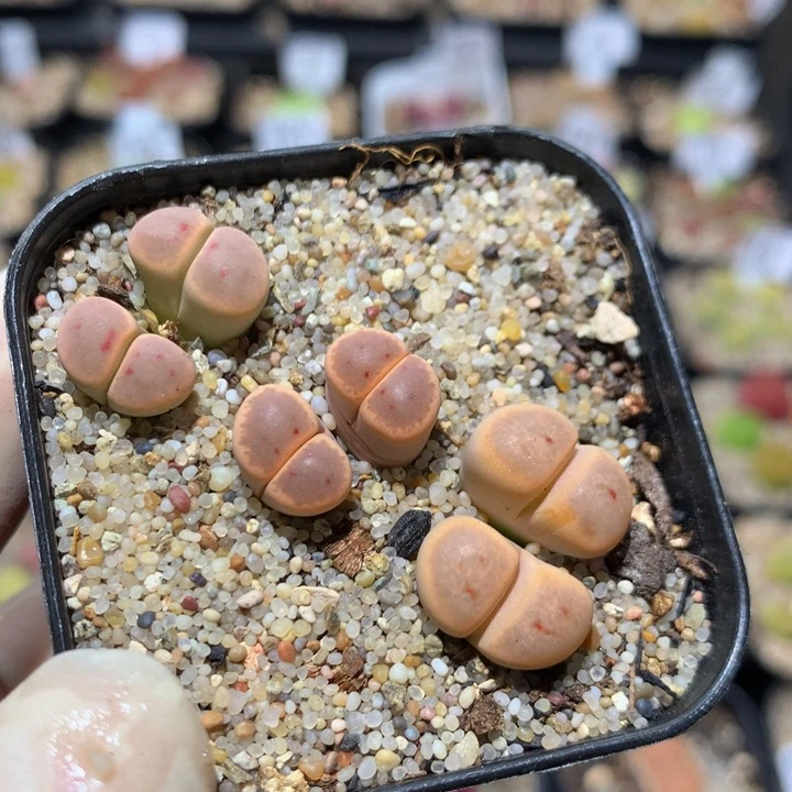 Zzx精品生石花1308