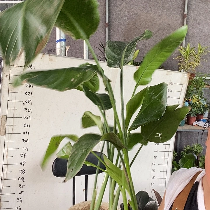 不开花植物处理6棵天堂鸟土球发货9.9的