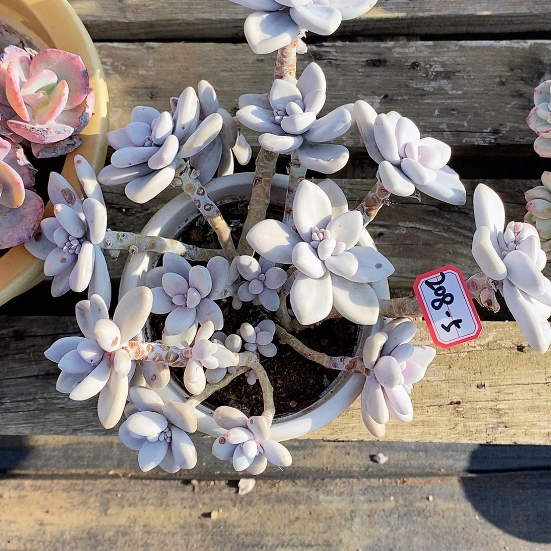 平*f多肉植物桃霜208-5