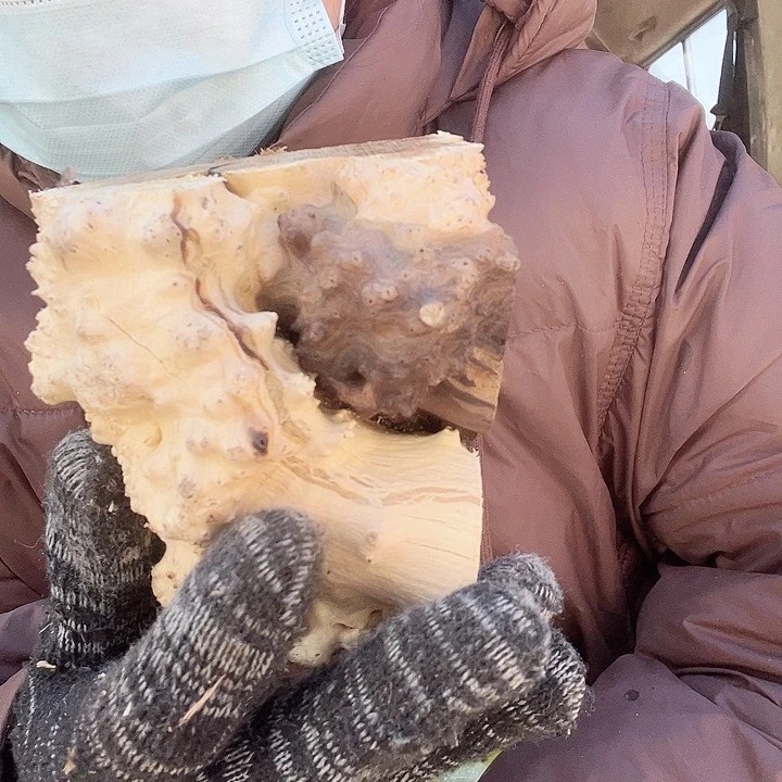 香榧木呜呜呜呜呜呜