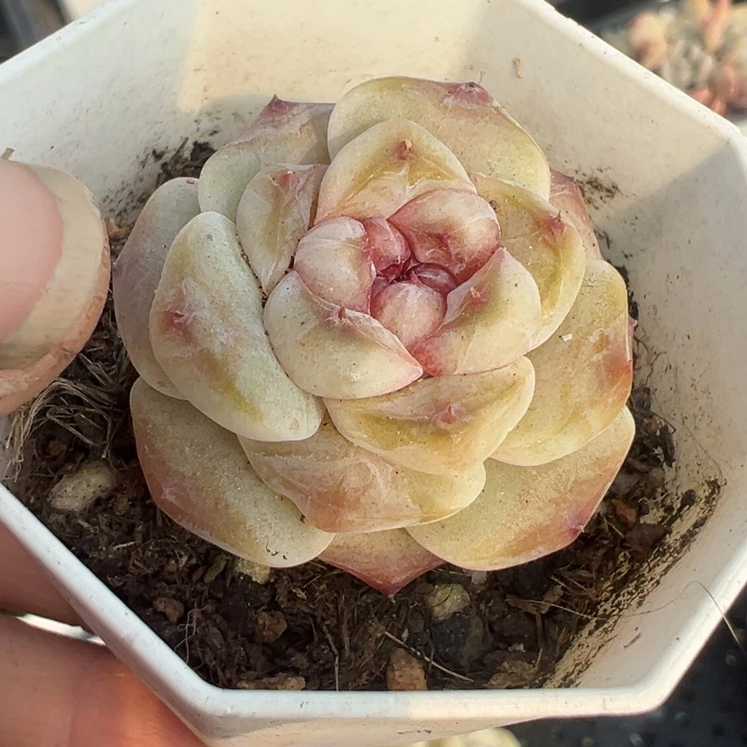 小卡拉米糖心一物一拍