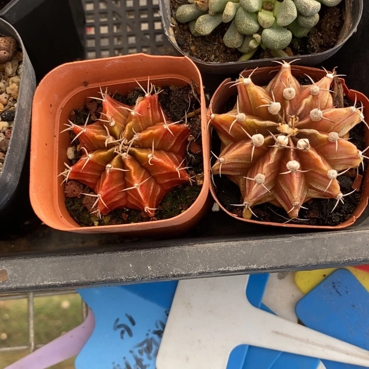 ฅ****伯克利和格蕾纳等著名