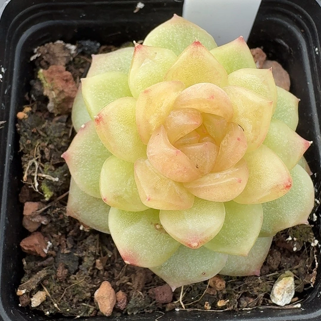 180号碧琉璃单头多肉植物