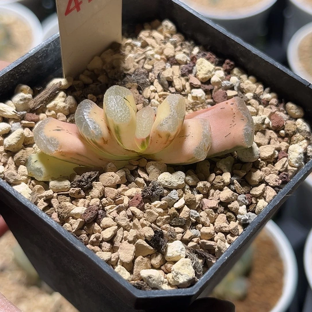 473糊斑浮躁玉扇锦