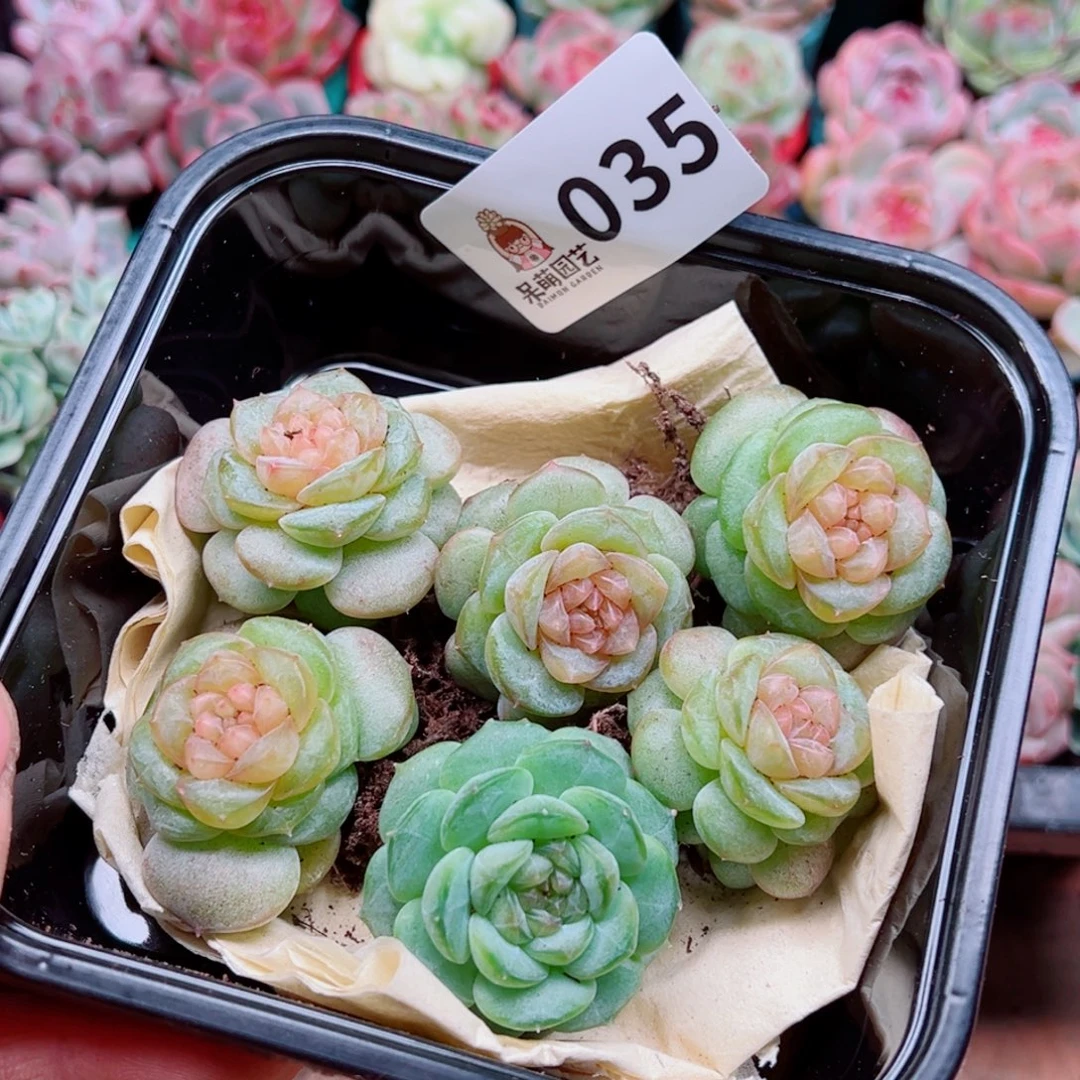 好****多肉植物多肉植物