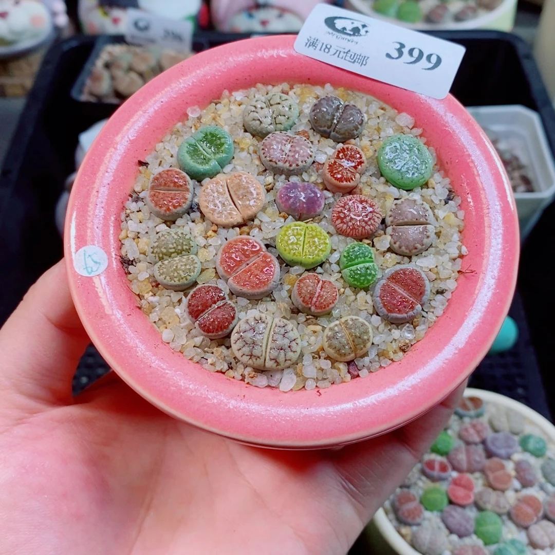 生石花花花花花花399