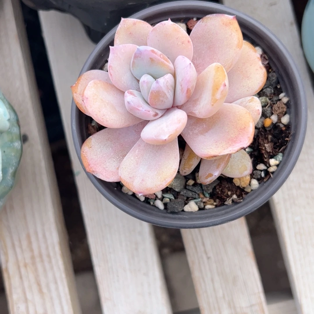 多肉植物多肉植物提取