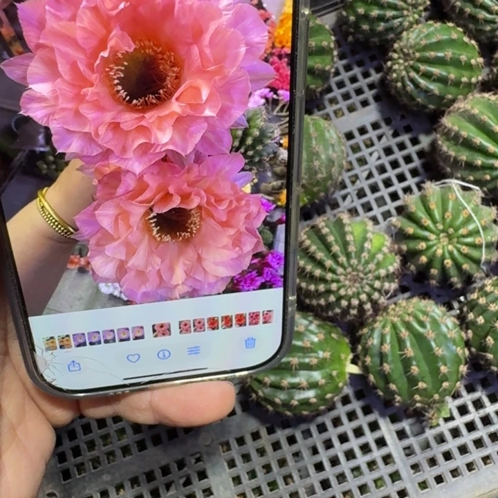 288彩草王妃歪无根侧牙4公分左右，20包邮