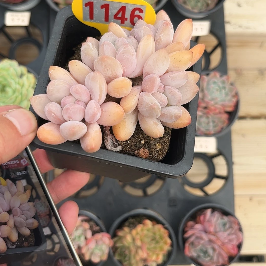 1146香水群多肉植物