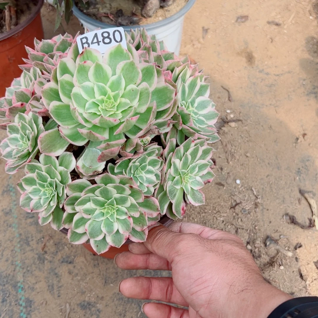 高***姐480海王多肉植物法师多肉