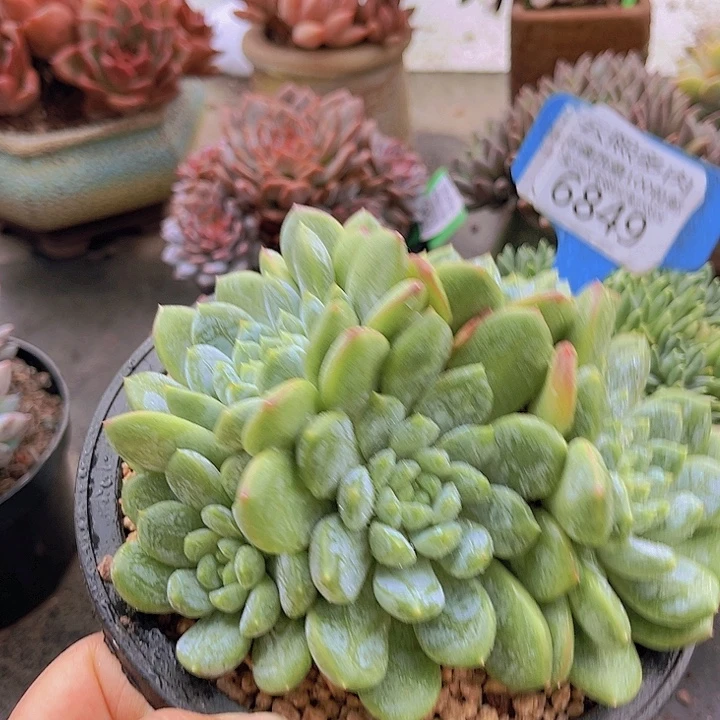 6849百搭翡翠。