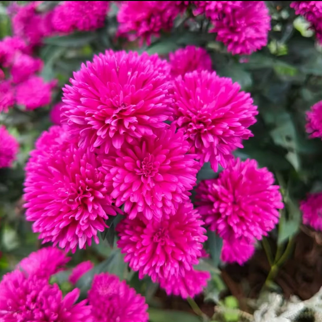 一加仑紫菀莎夏多年生耐热耐寒新手易养护阳台花卉