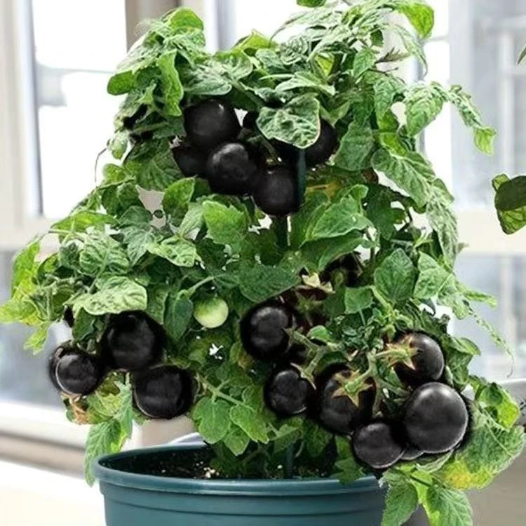 矮生黑番茄苗蔬菜苗红圣女黄圣女盆栽地栽南北方阳台庭院新手种植