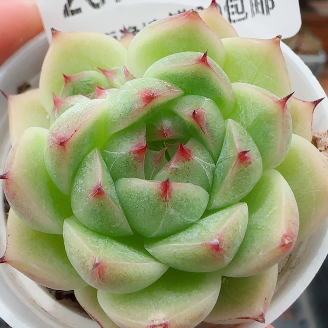 花语逸镜0922-267包子