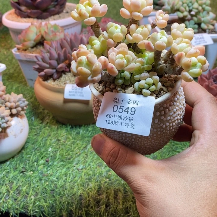 0549啊啊啊啊啊啊啊啊啊啊