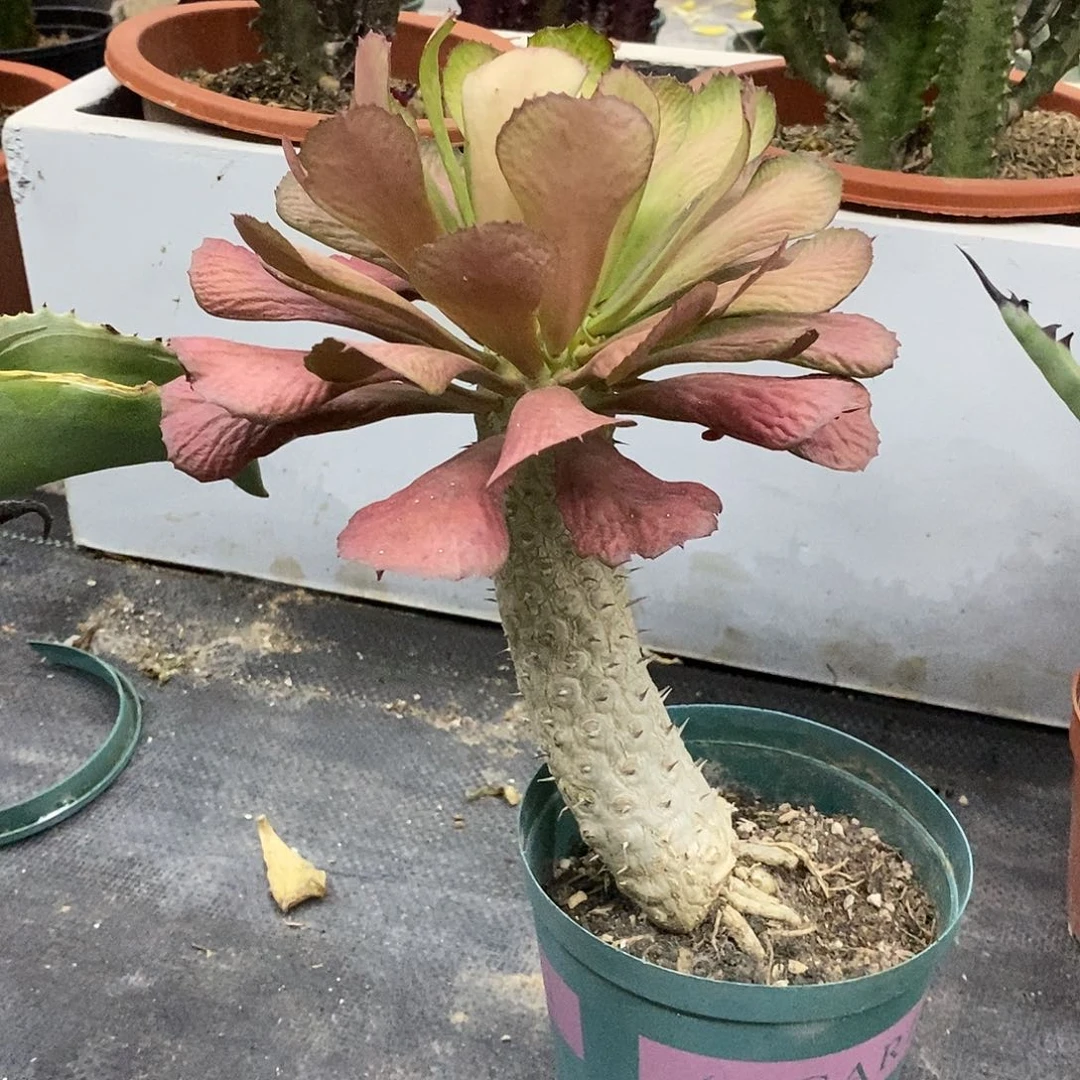 单刺麒麟一物一拍