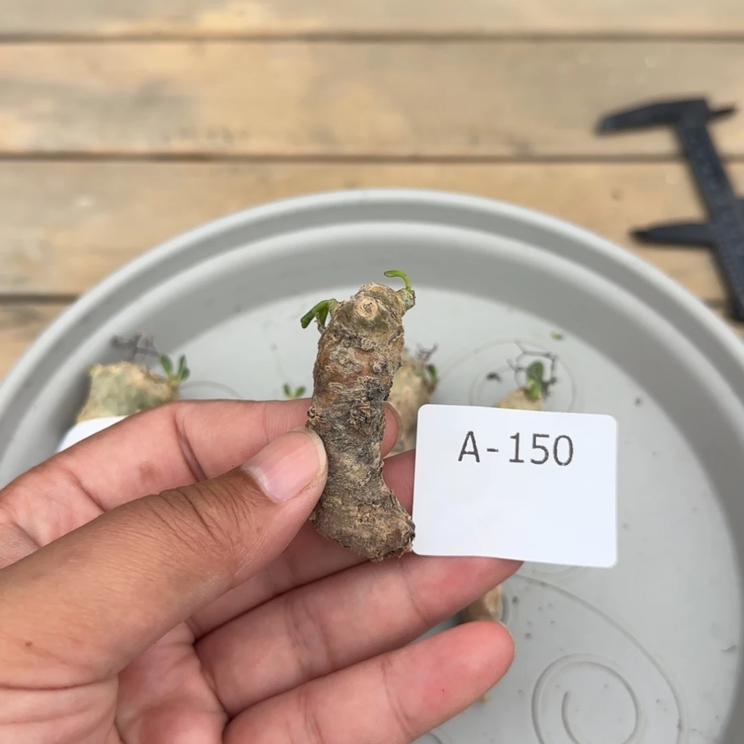 150万物想奇峰锦满50包邮