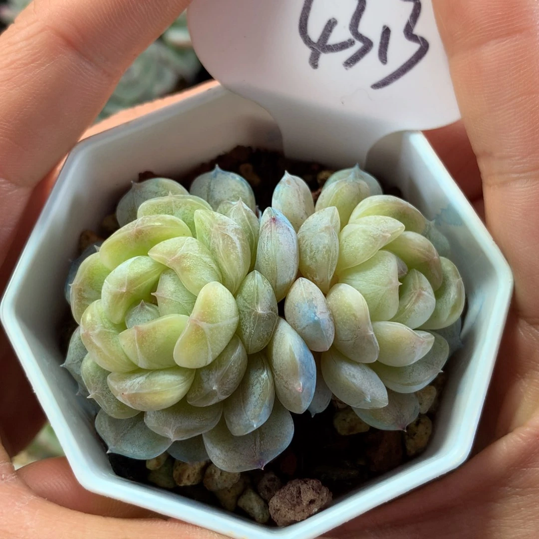 白色恋人双头4313