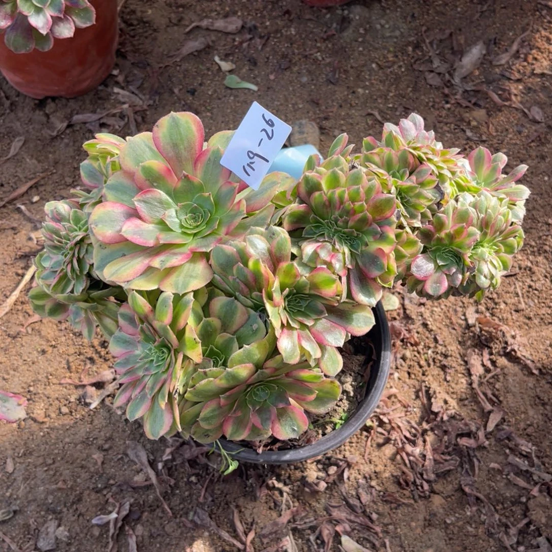 11.9-26雨荷缀化多肉