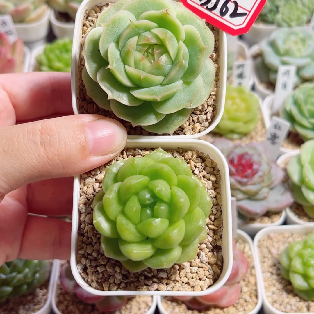 小***哒B562 一物一拍 听白、春不见