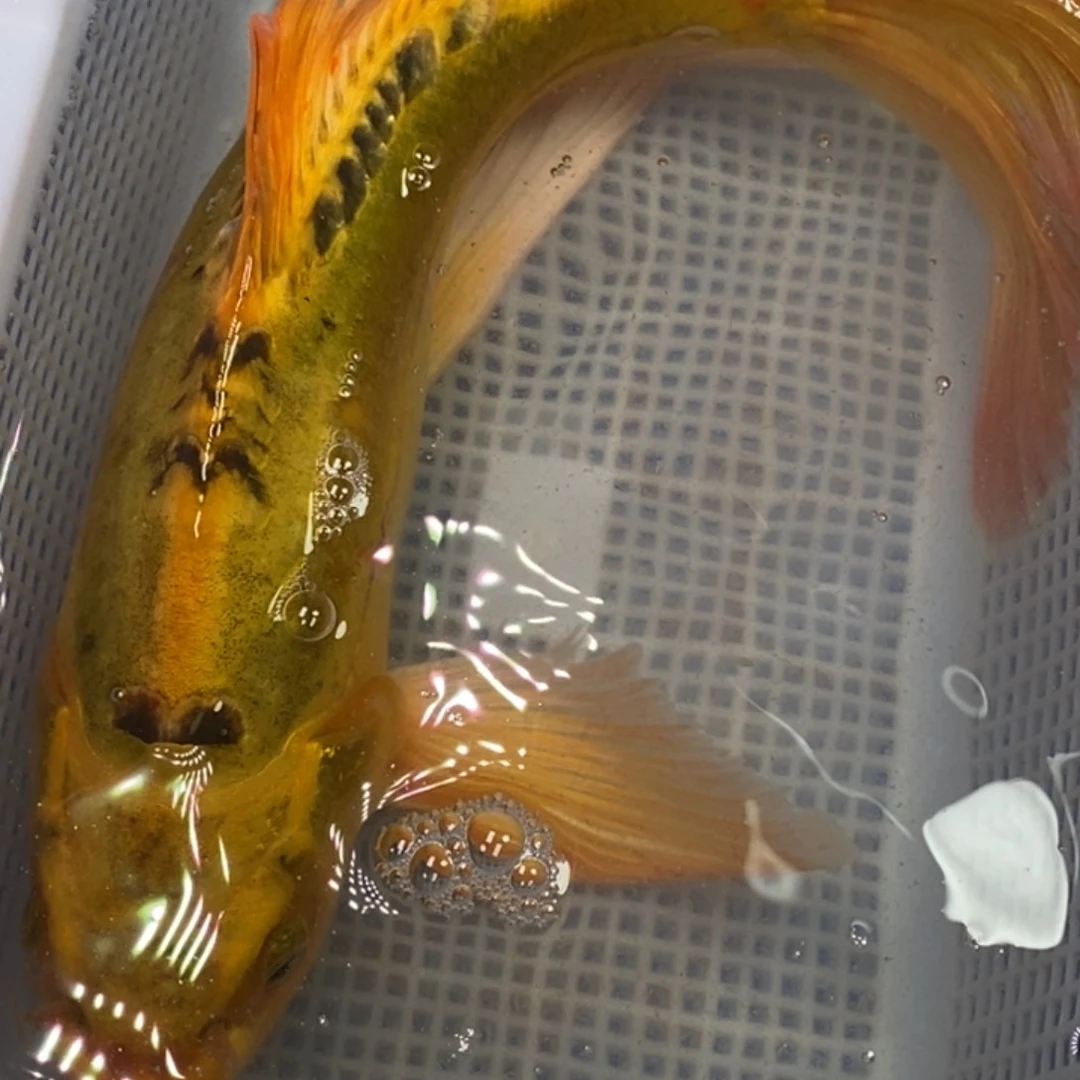 锦鲤冷水锦鲤包邮