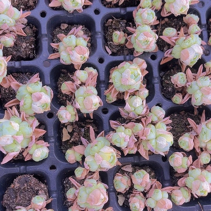 精品一单两颗山地玫瑰多肉