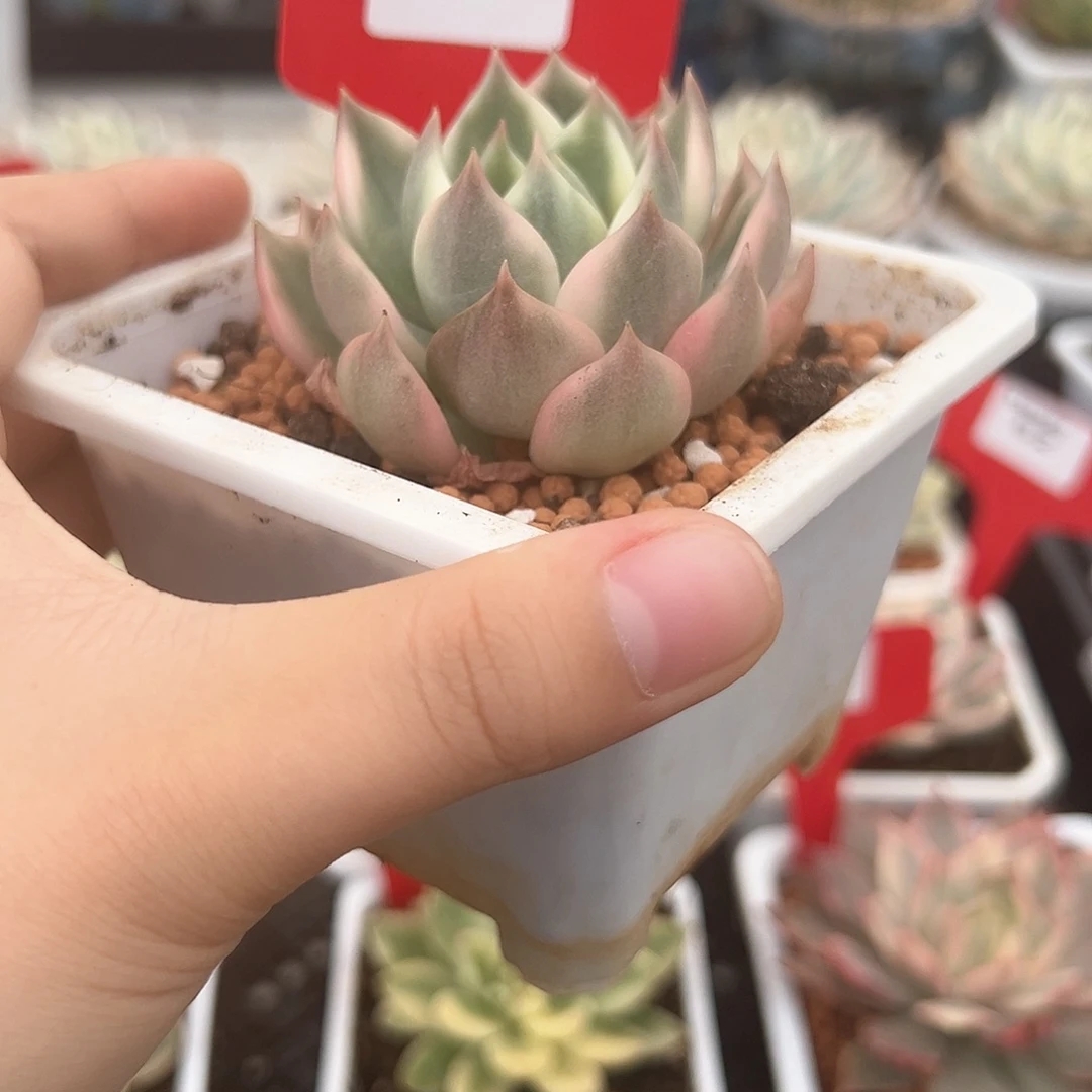 53号琉璃盏锦多肉植物