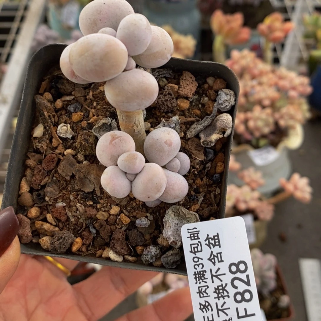 橙奶828/3c m的肉