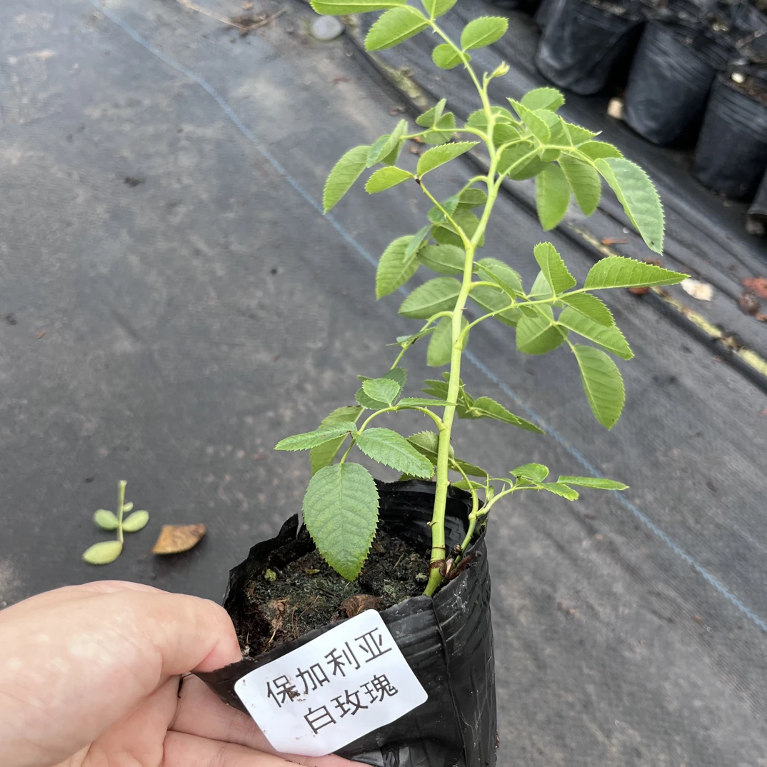 保加利亚白玫瑰 小苗 牙签苗 2棵组合