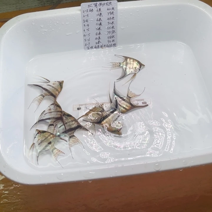 海水M***.伊莎贝尔五到六八条如图