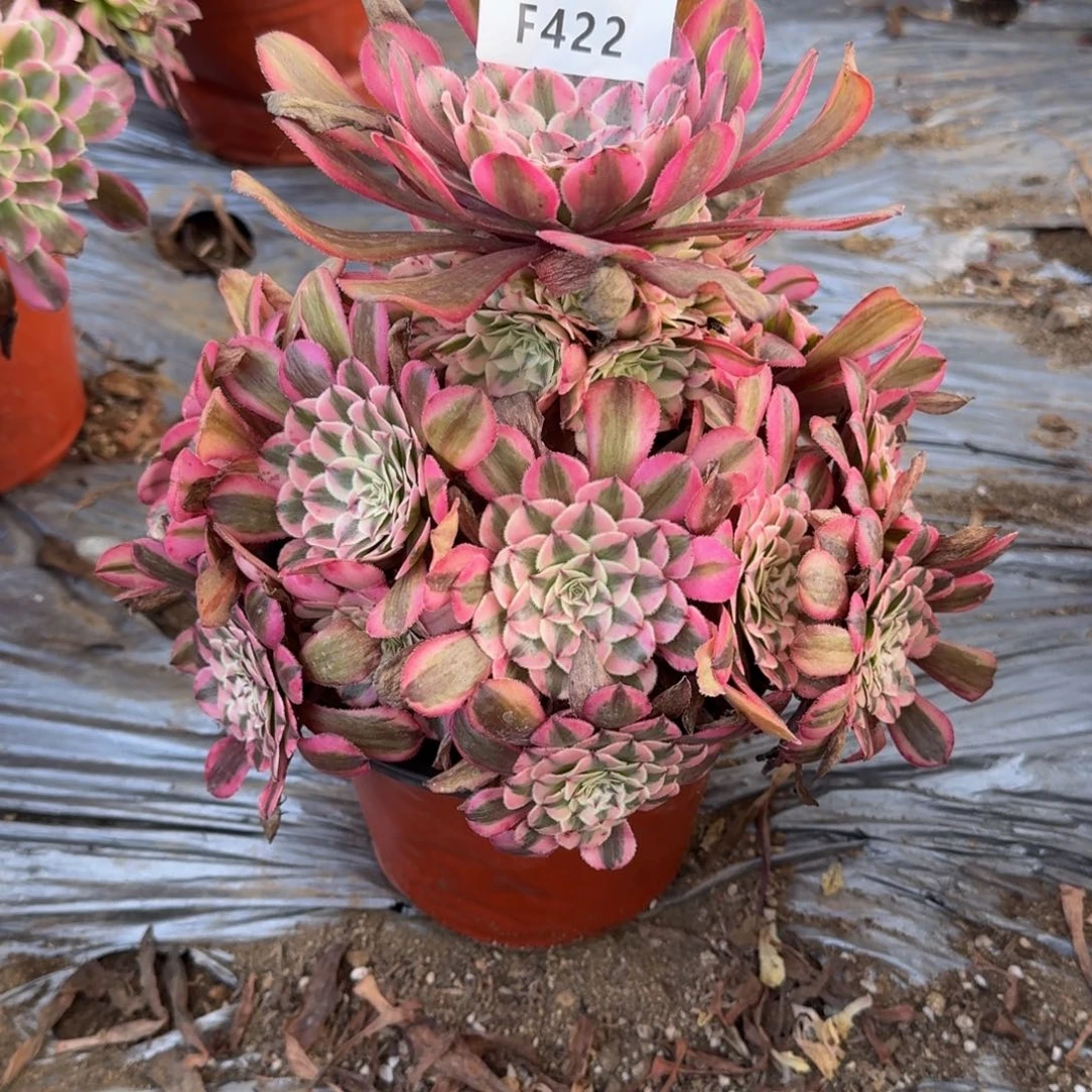 422粉铜，多肉植物