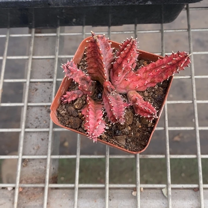 B***宝伯克利和格兰两位著名音乐