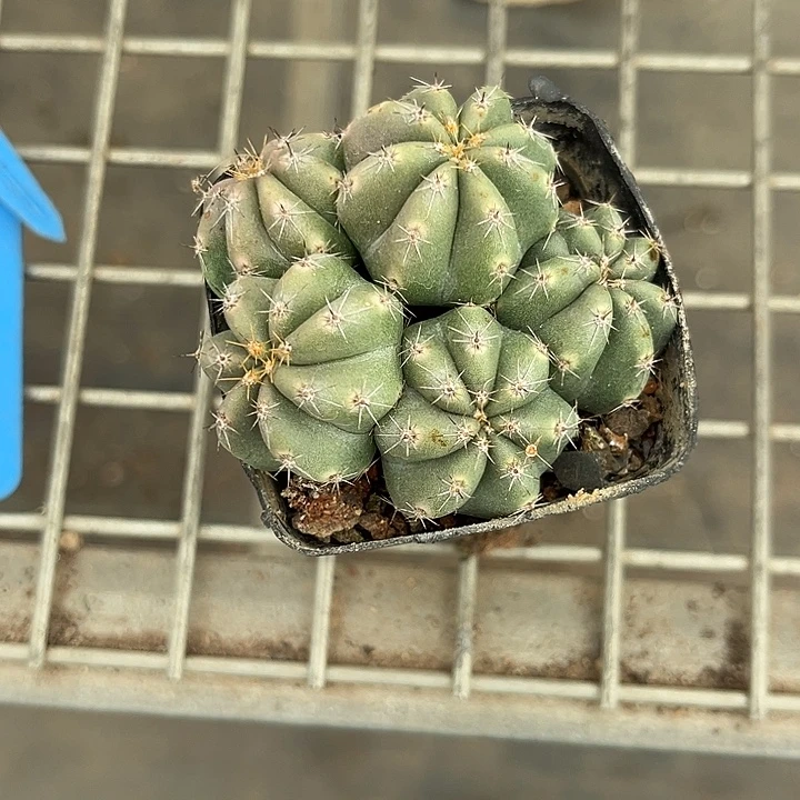 我也不知道我为什么