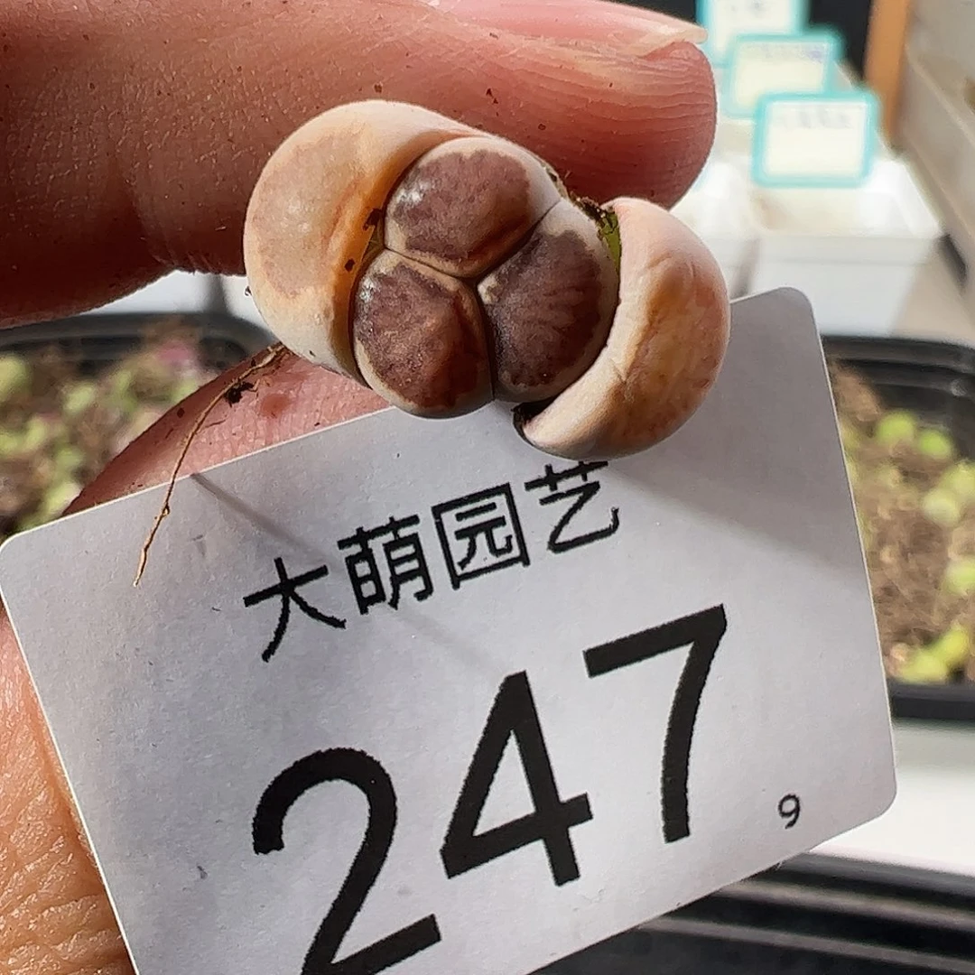 0000247 一物一拍……