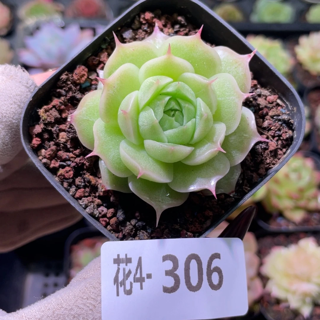 花利美 4-306麦秆单头