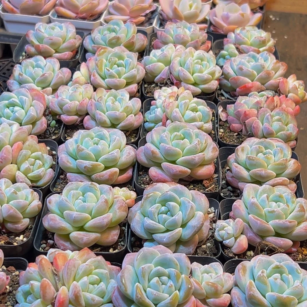 738多肉葡萄干的味道真的是很不错