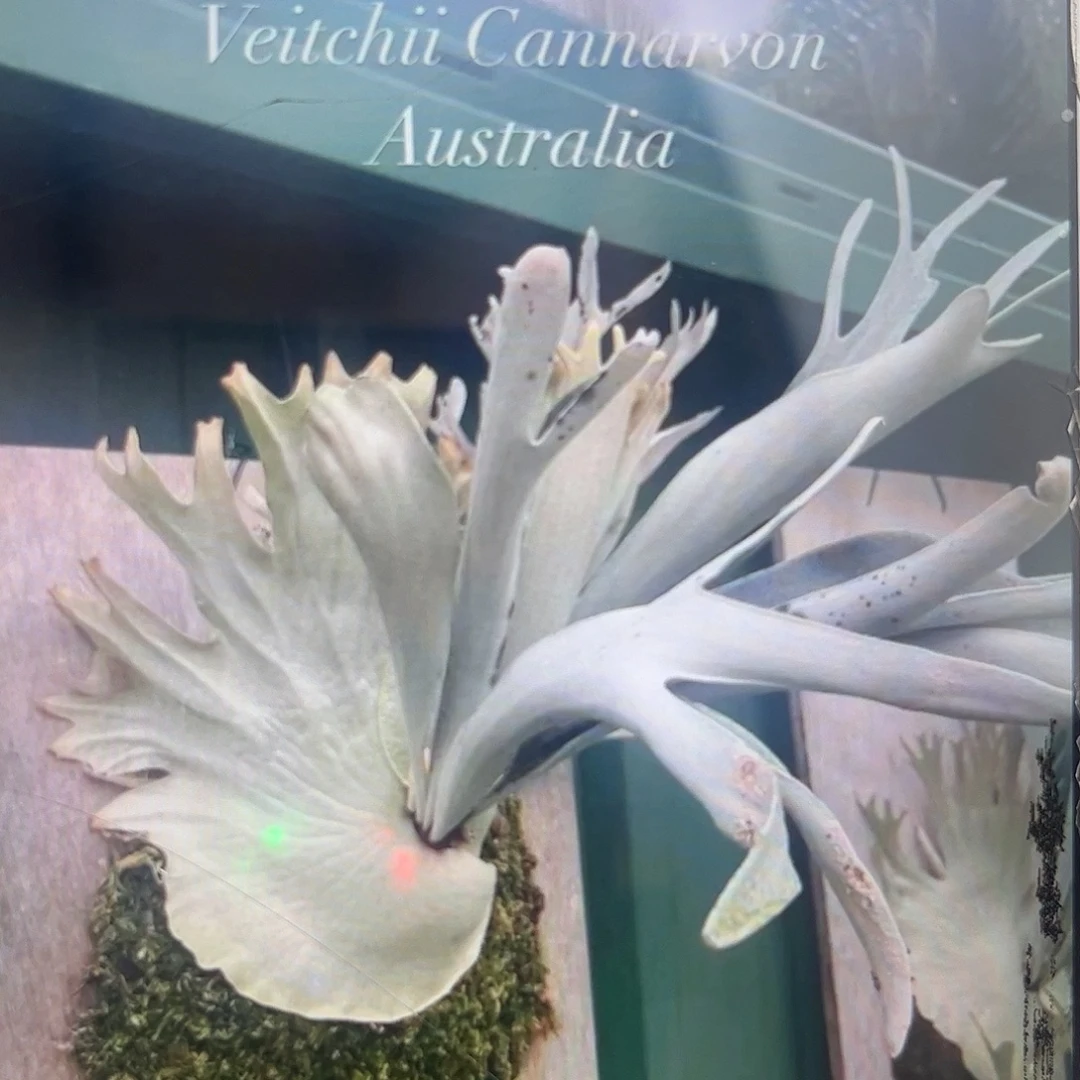 不开花植物曼谷花园Carnarvon gorge孢子苗