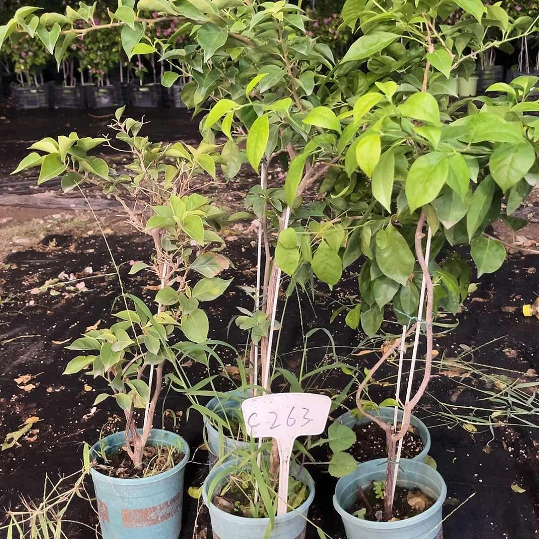 当前无花栽培后可以开花C263三角梅一颗