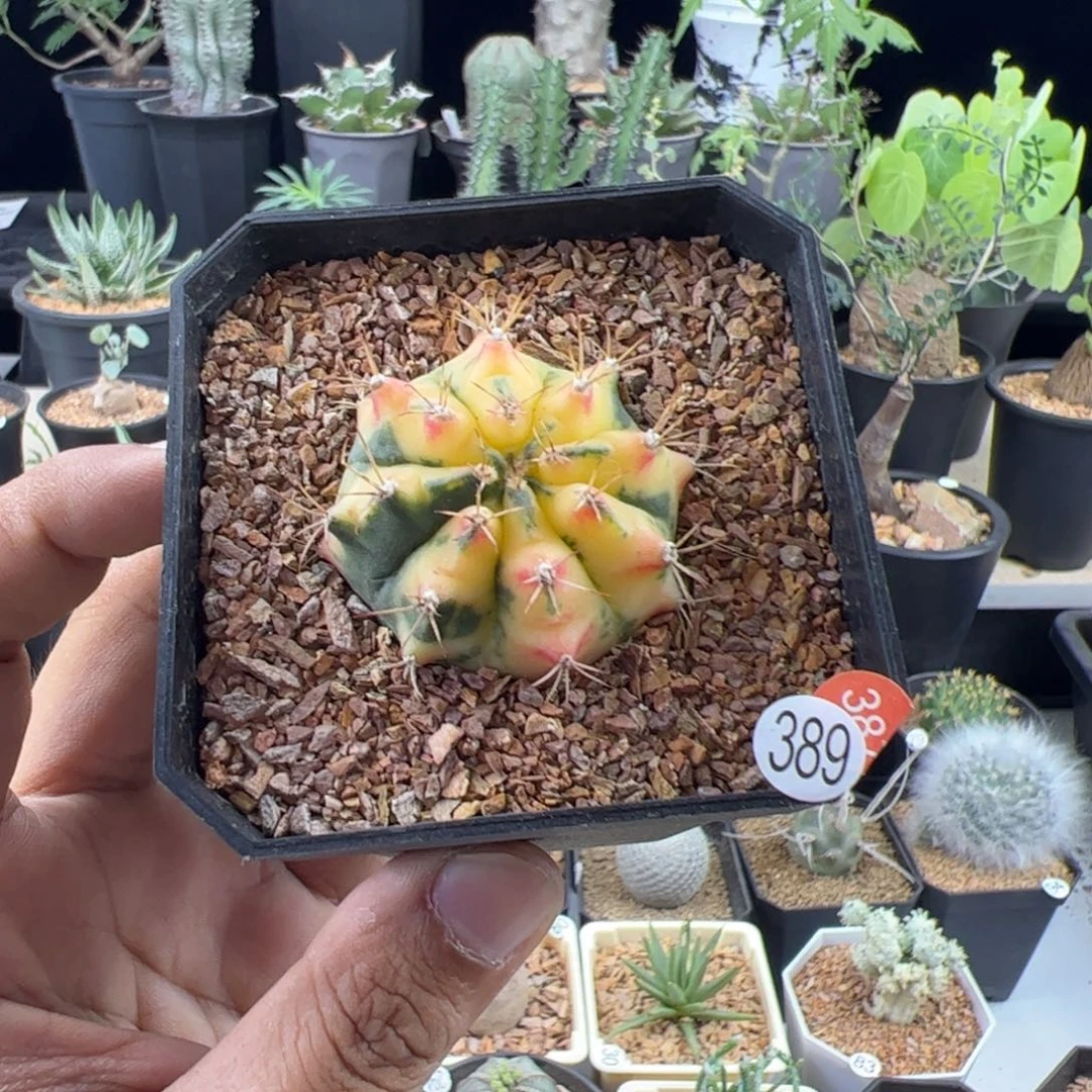 花蝴蝶一物一拍带盆发
