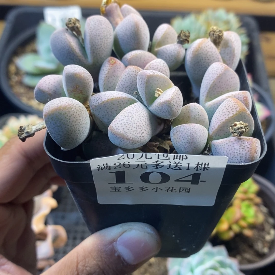 不认识一物一拍满20包邮满26多送一颗多肉