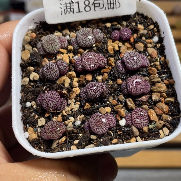 佳人园艺上福利啦墨405