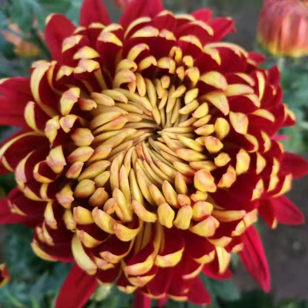 【带花苞发货】金背大红  菊花盆栽多年生耐寒耐热好养绿植花卉